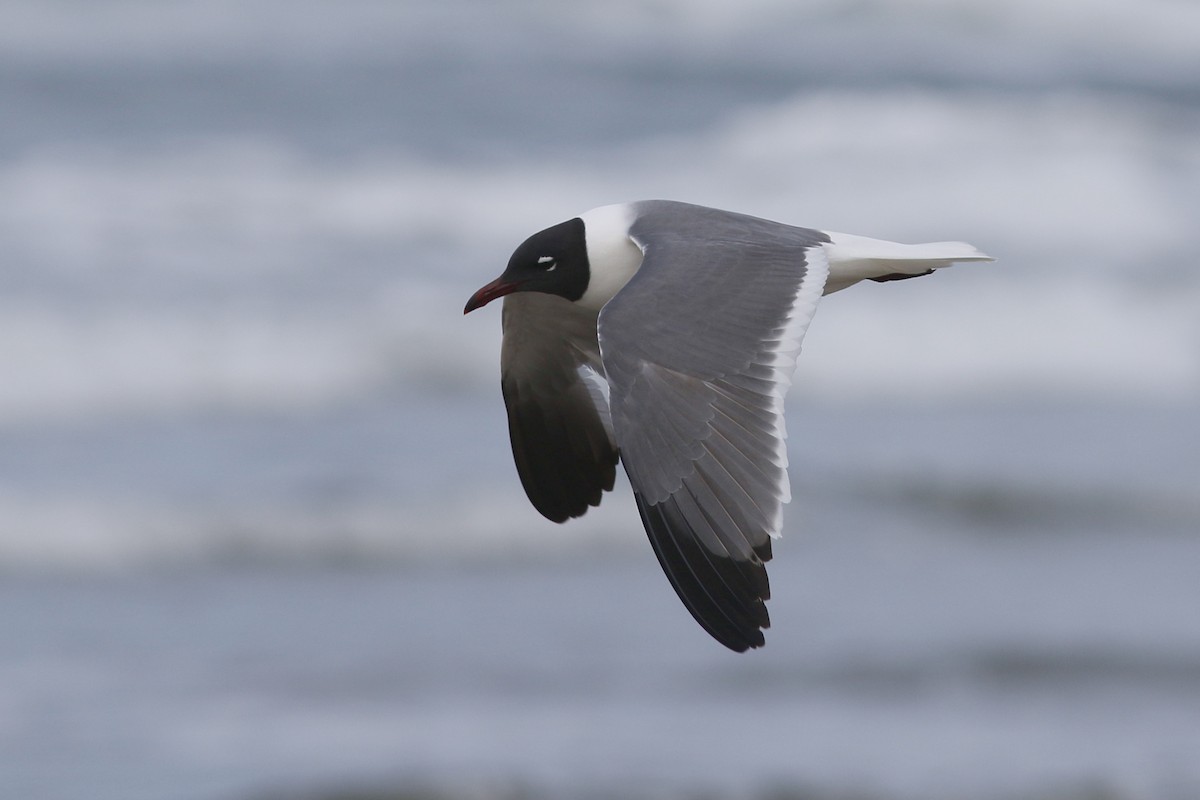 Laughing Gull - ML54420461