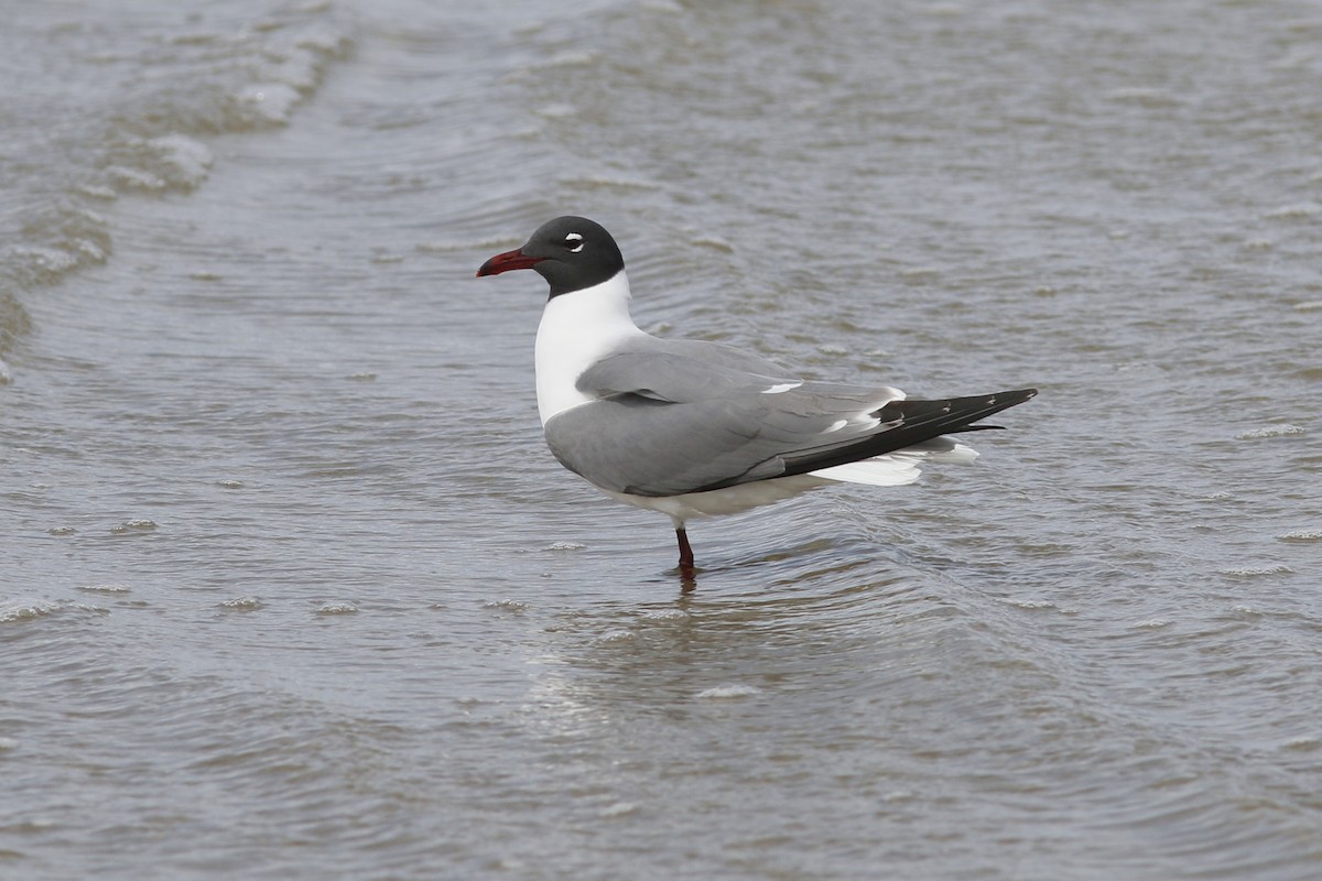 Laughing Gull - John C Sullivan