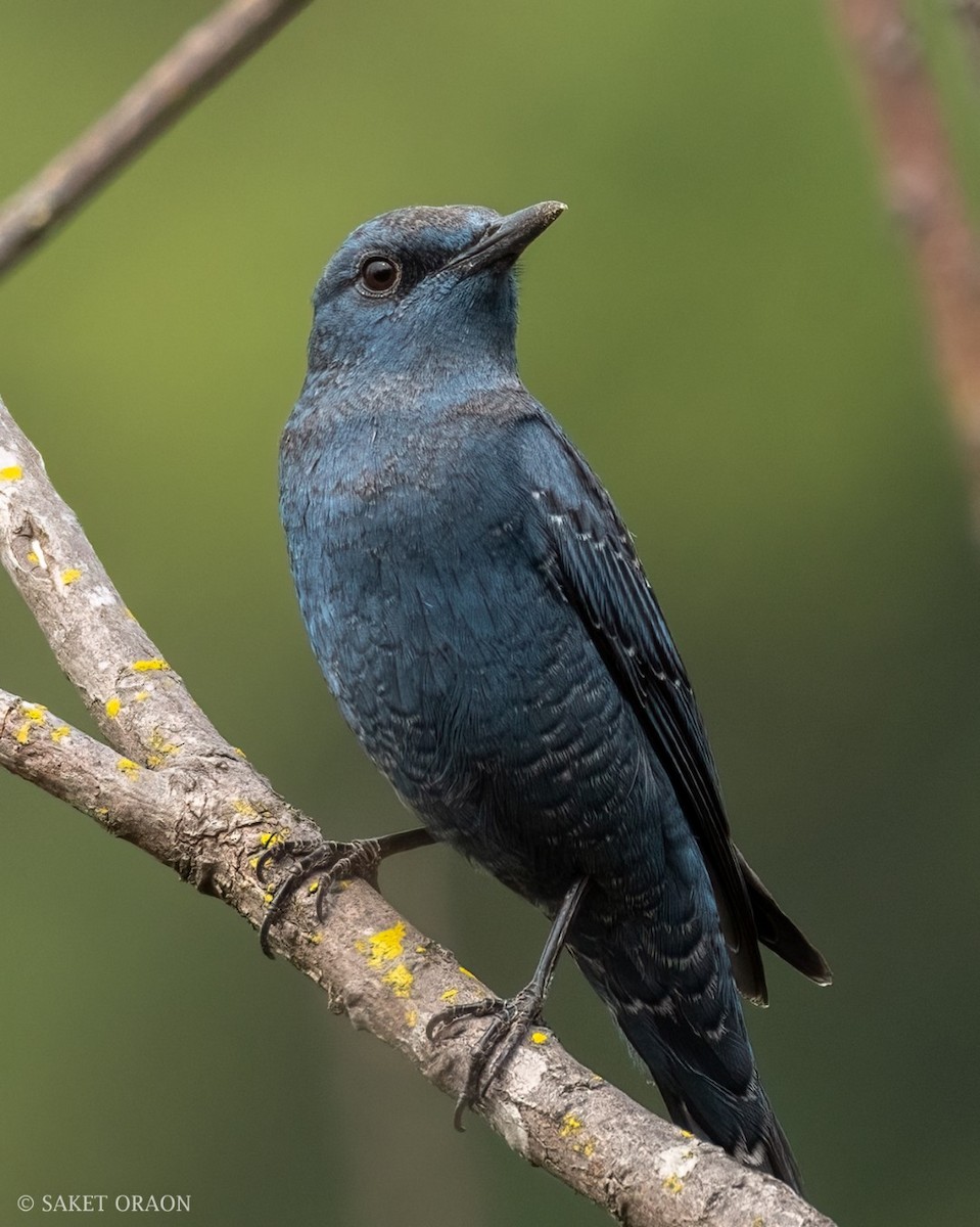 Blue Rock-Thrush - ML544205341