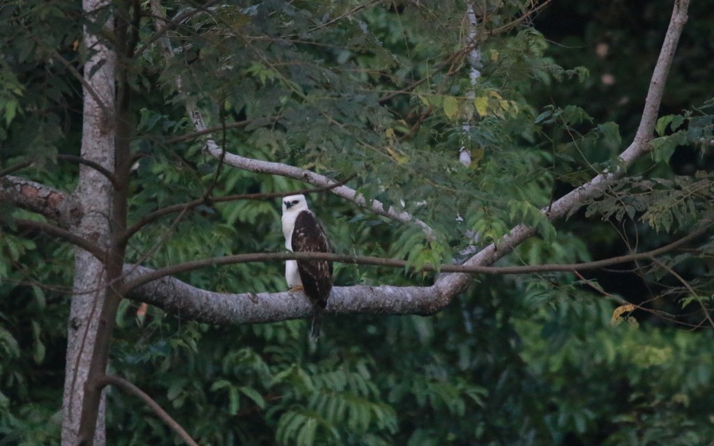 Sulawesi Hawk-Eagle - ML544205671
