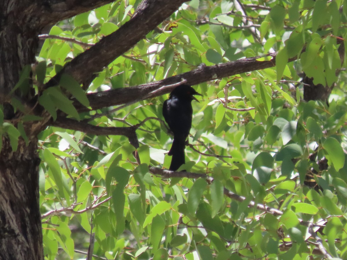 savannedrongo - ML544205881