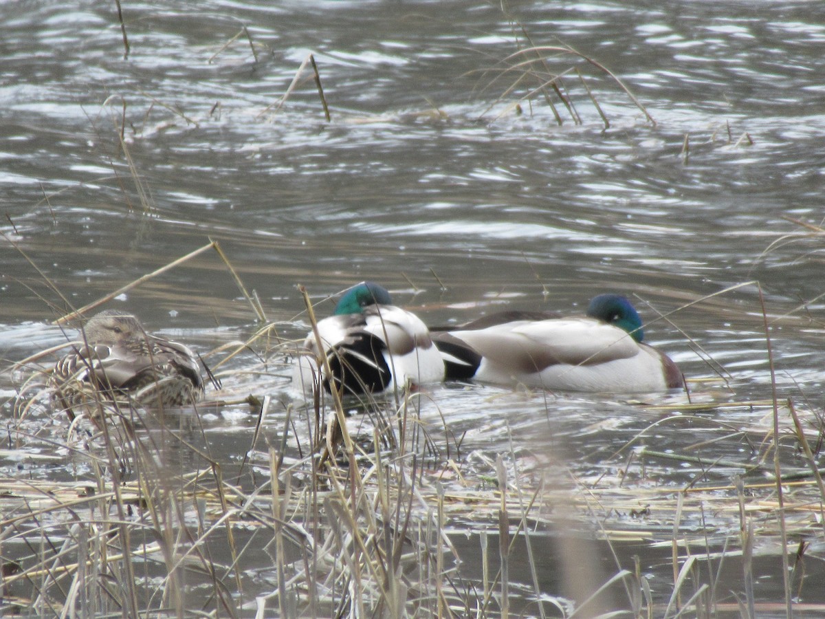 Mallard - ML544205971