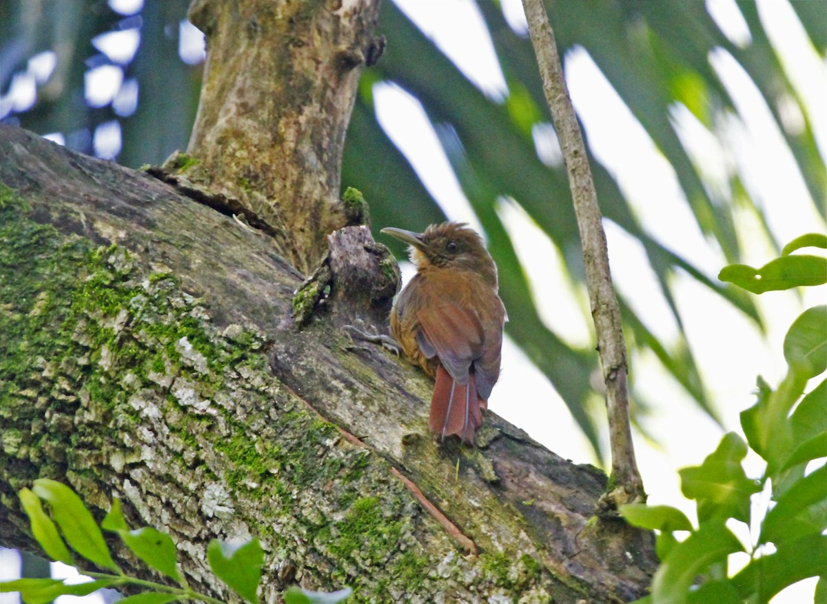 Plain-winged Woodcreeper - ML544207011