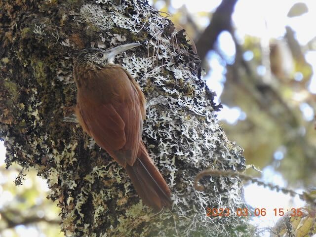 Strong-billed Woodcreeper - ML544207181