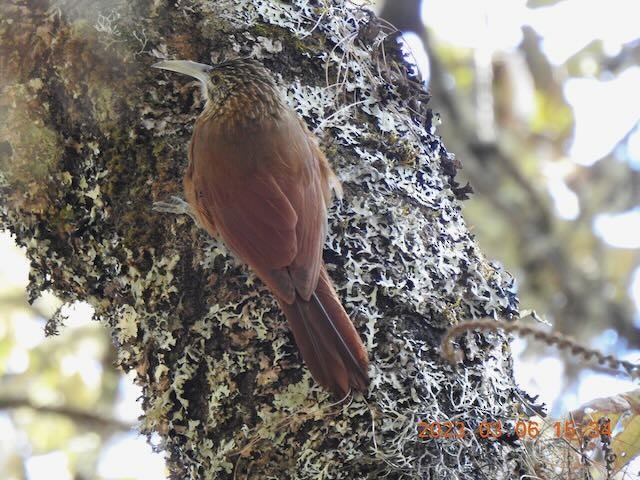 Strong-billed Woodcreeper - ML544207191