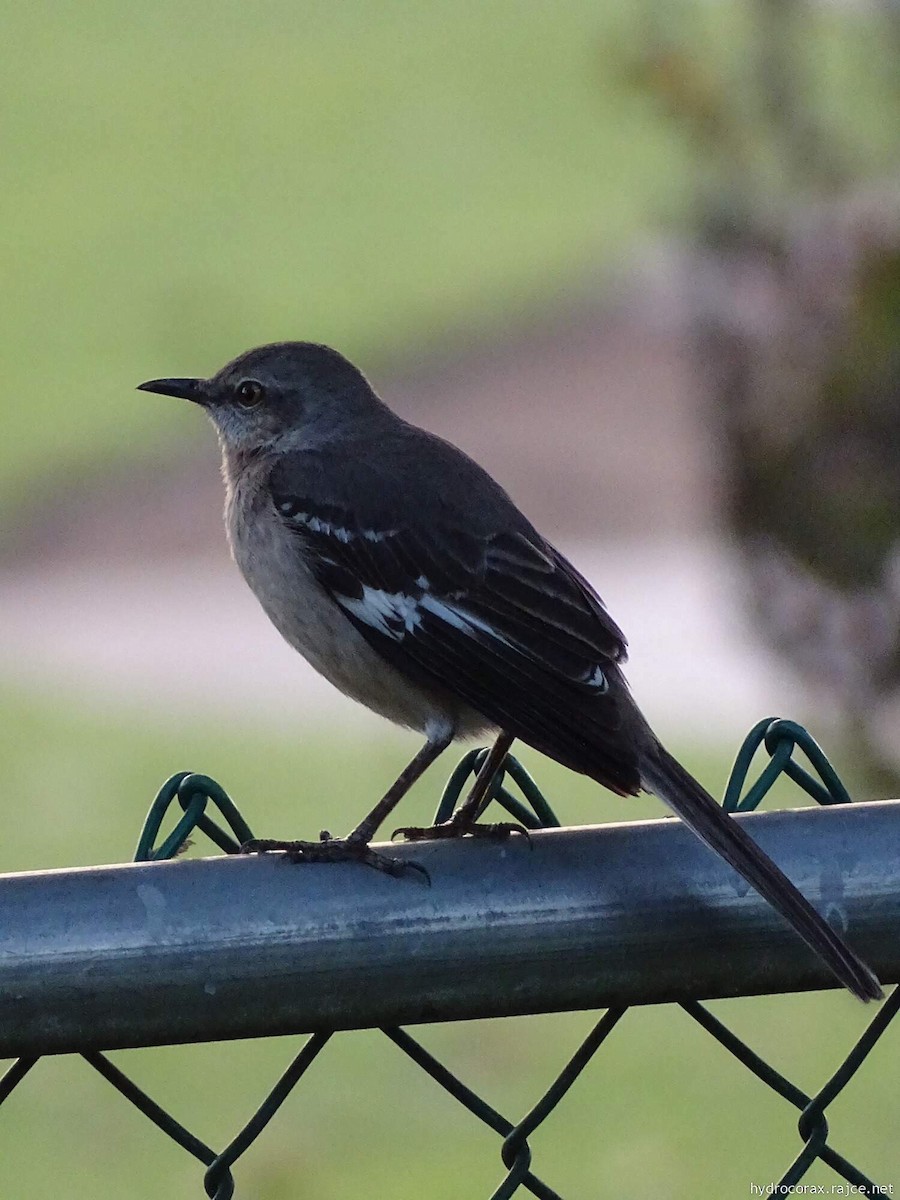 Northern Mockingbird - ML544208871