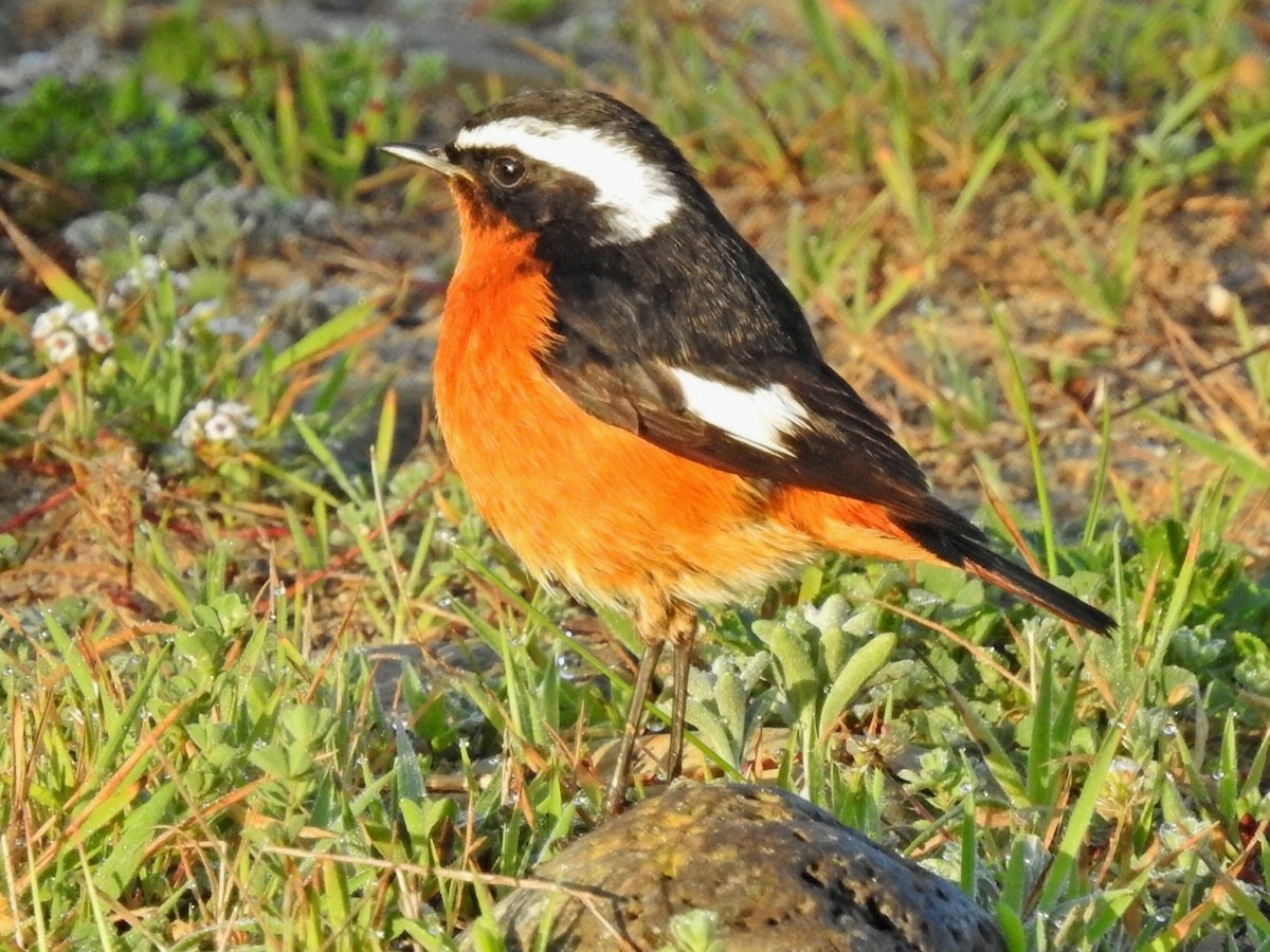 Moussier's Redstart - Antonio Jesús Sepúlveda