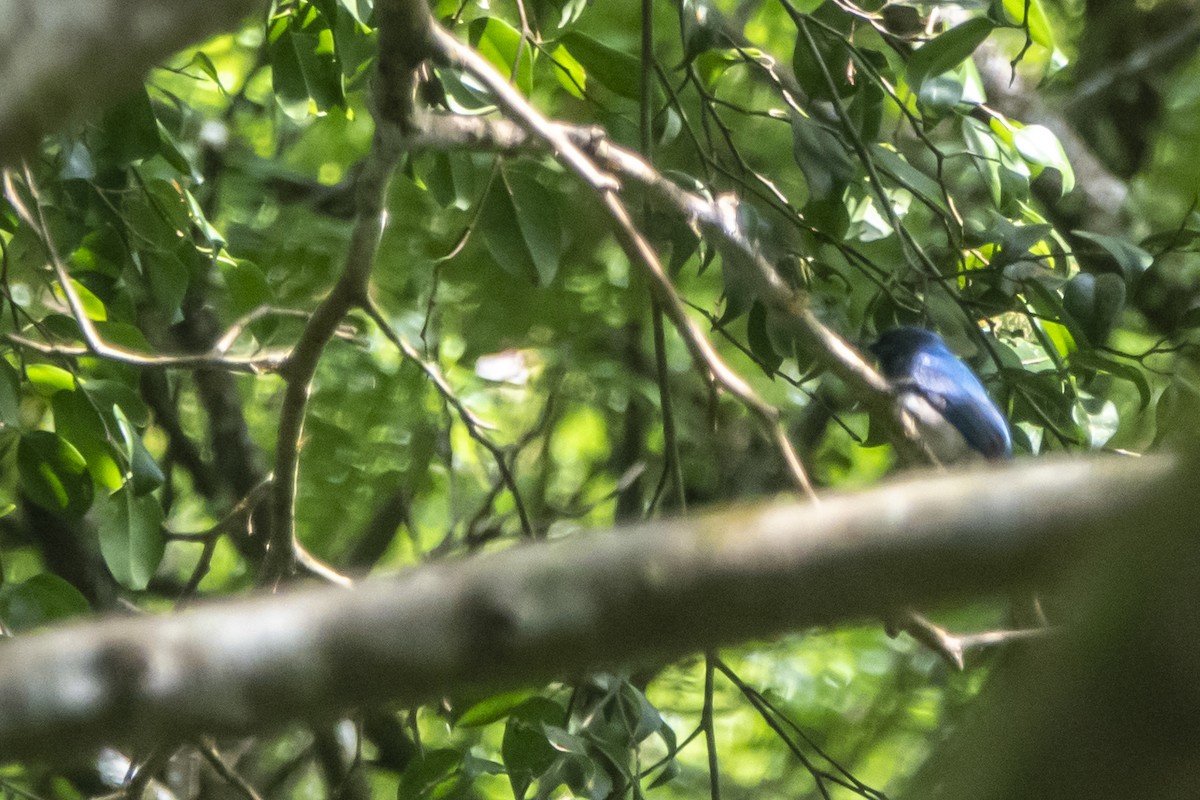 Blue-and-white/Zappey's Flycatcher - ML544209231