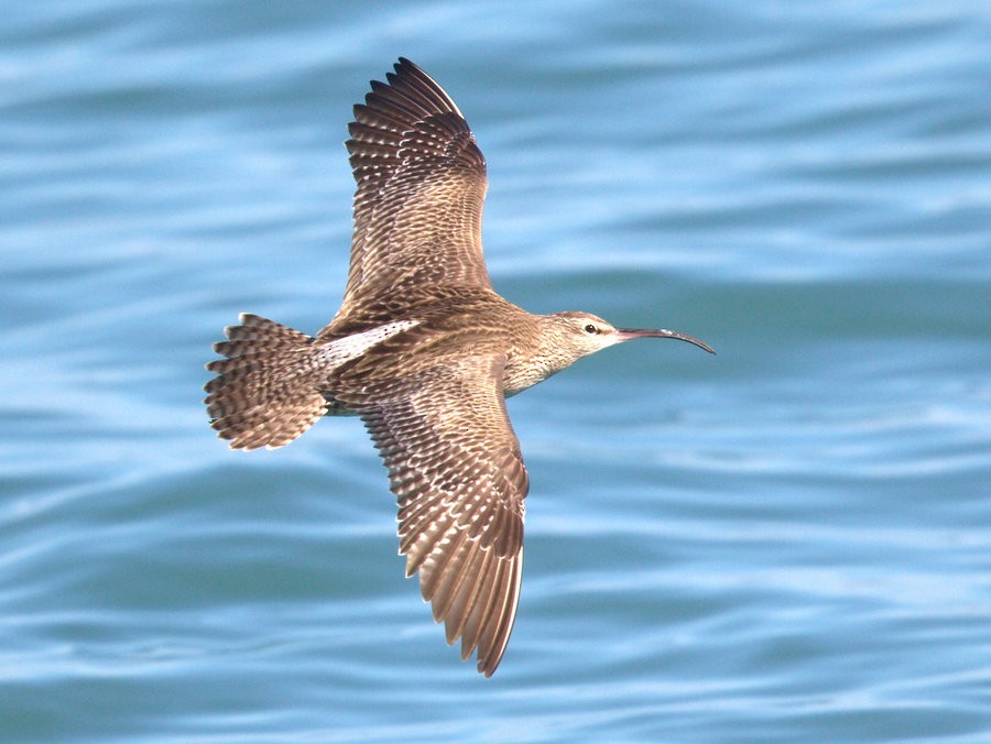 Whimbrel - Mat Gilfedder