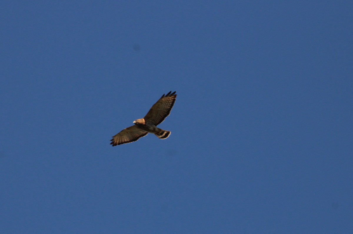 Broad-winged Hawk - Keith Leonard