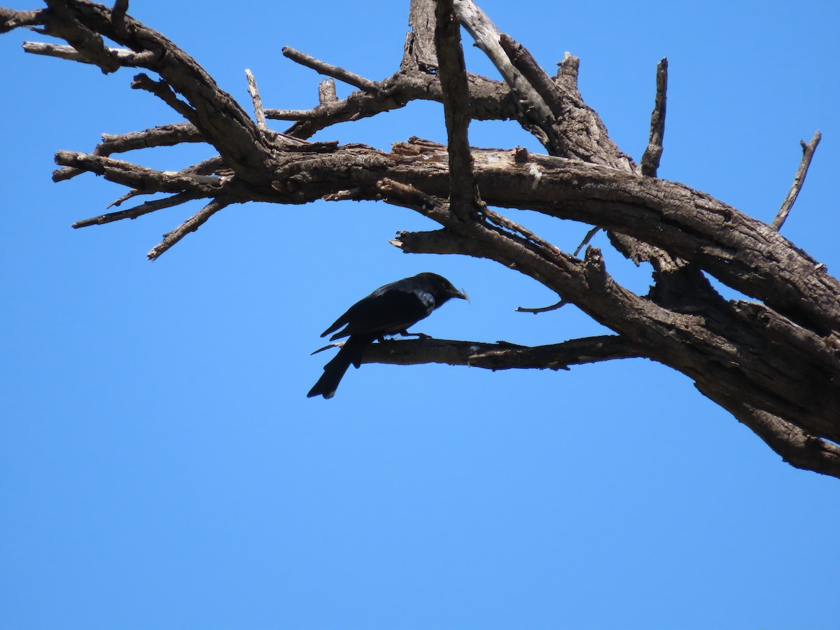 savannedrongo - ML544209601