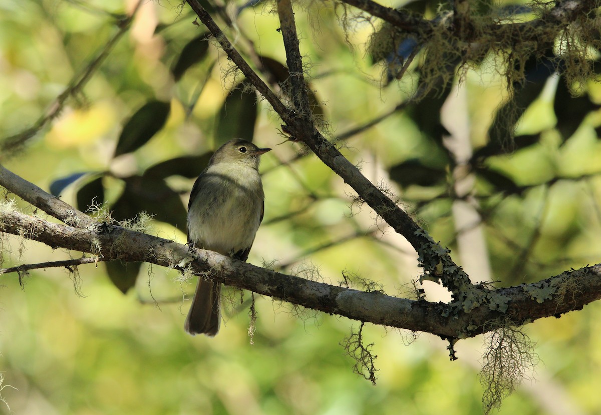 Mountain Elaenia - Keith Leonard