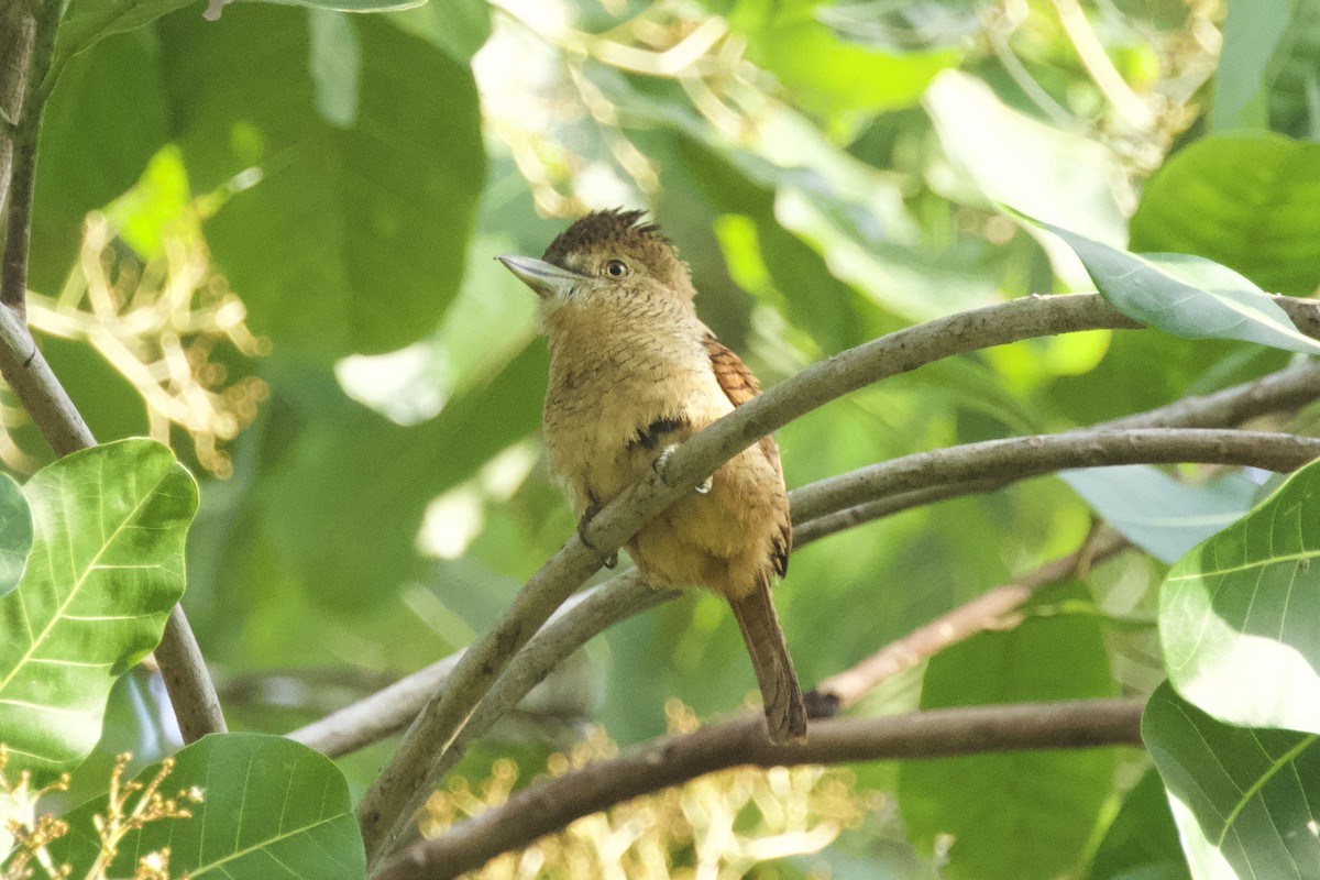 Barred Puffbird - ML544209741