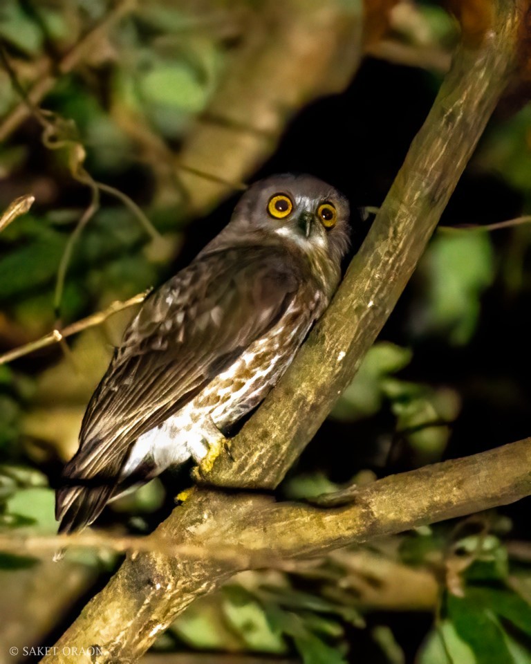 Brown Boobook - Saket Oraon