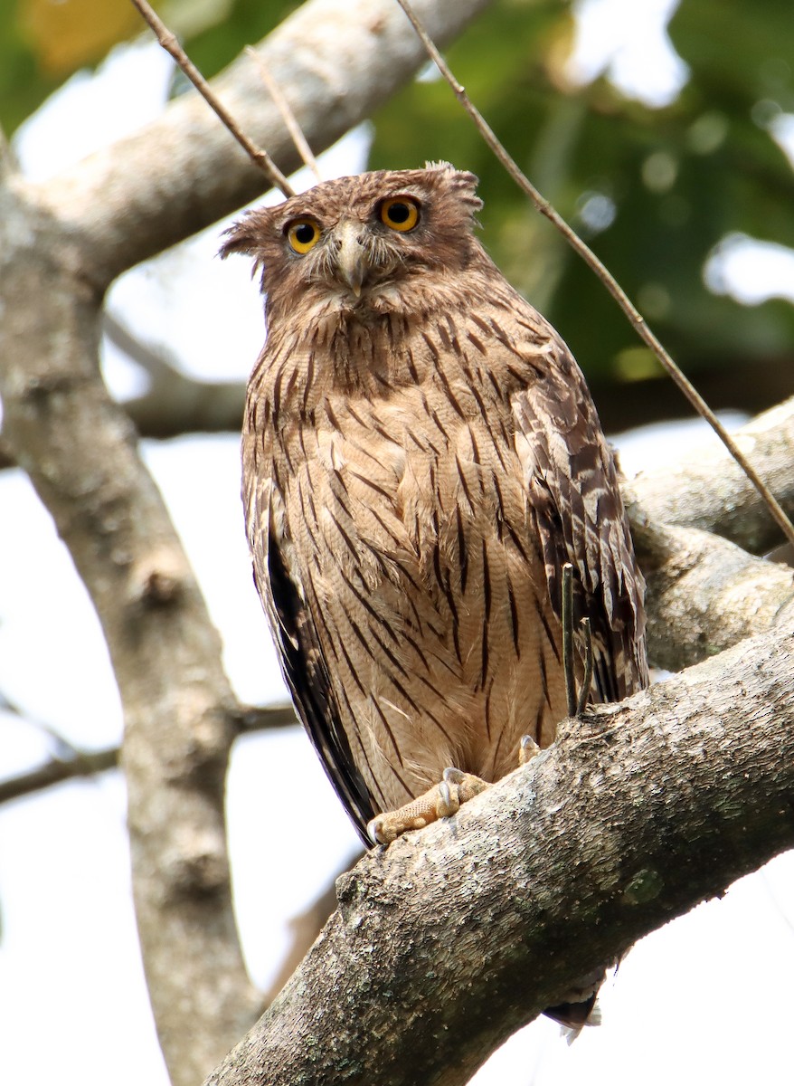 Brown Fish-Owl - ML544210341