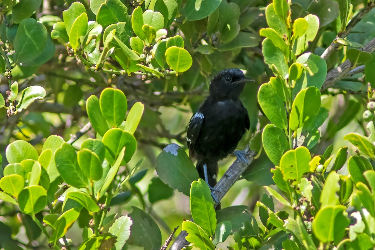 Serraameisenfänger (littoralis) - ML544210881