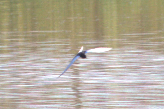 White-winged Tern - ML544211211