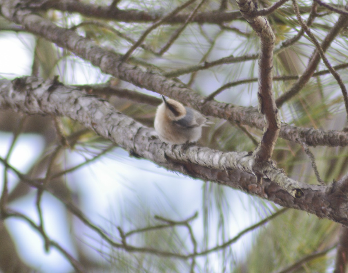 Brown-headed Nuthatch - ML544211431