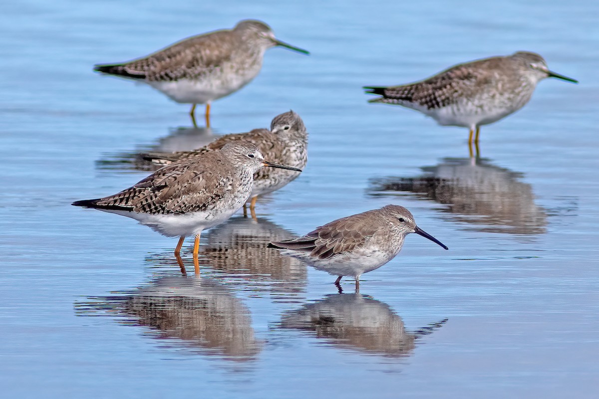 Stilt Sandpiper - ML544211831