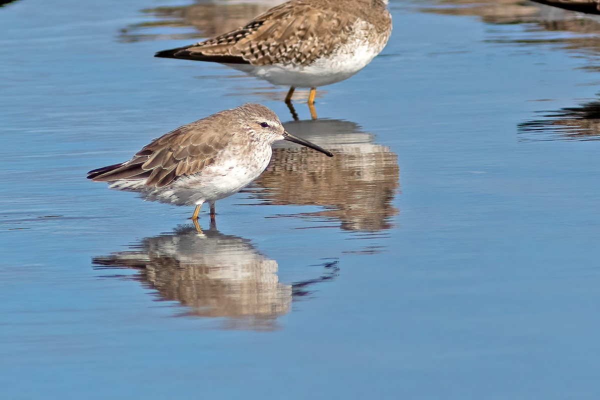 Stilt Sandpiper - ML544211841