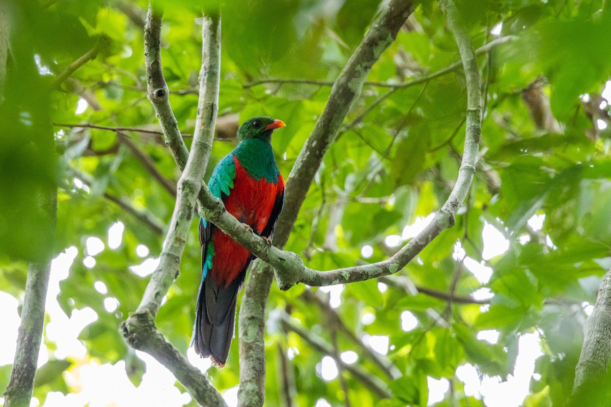 Pavonine Quetzal - Gustavo Dallaqua