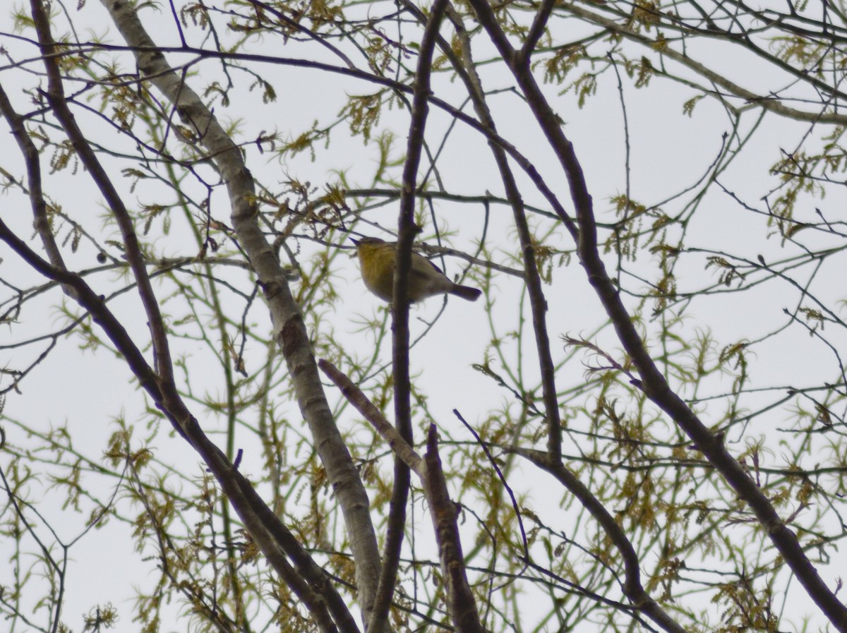Pine Warbler - ML544213251