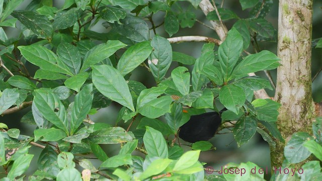 Tawny-crested Tanager - ML544213451