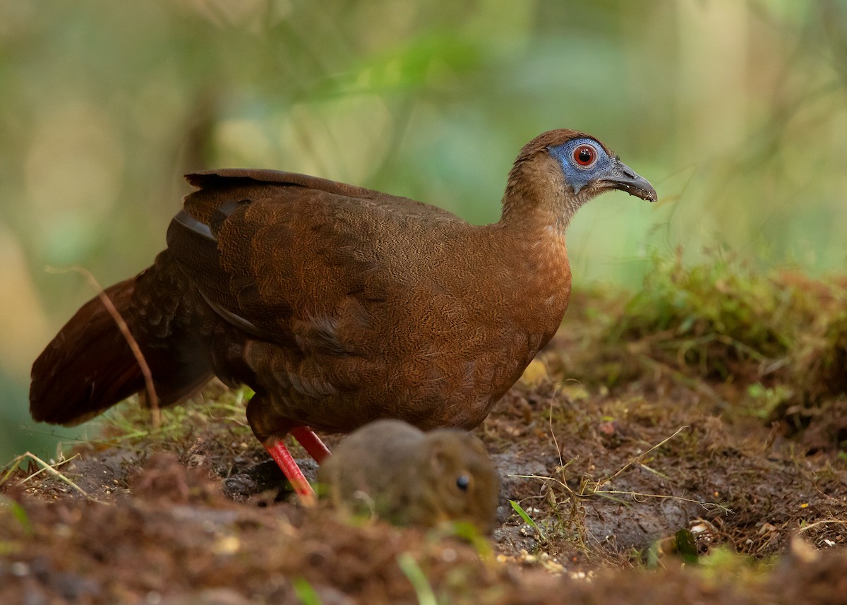 Bulwer's Pheasant - Ayuwat Jearwattanakanok