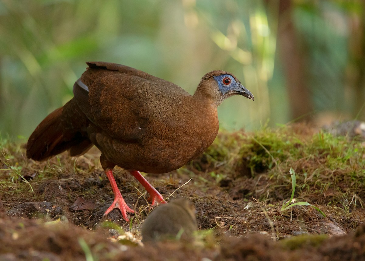 Bulwer's Pheasant - ML544214581