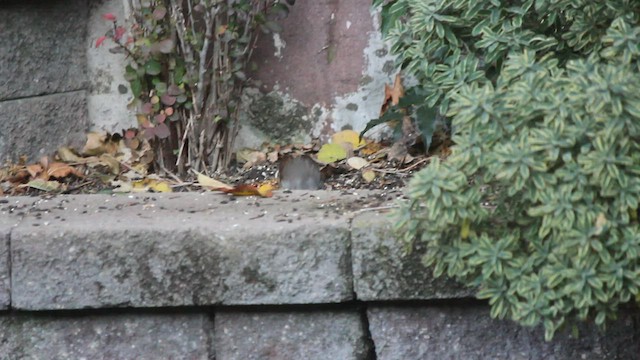 Fox Sparrow (Slate-colored) - ML544214681