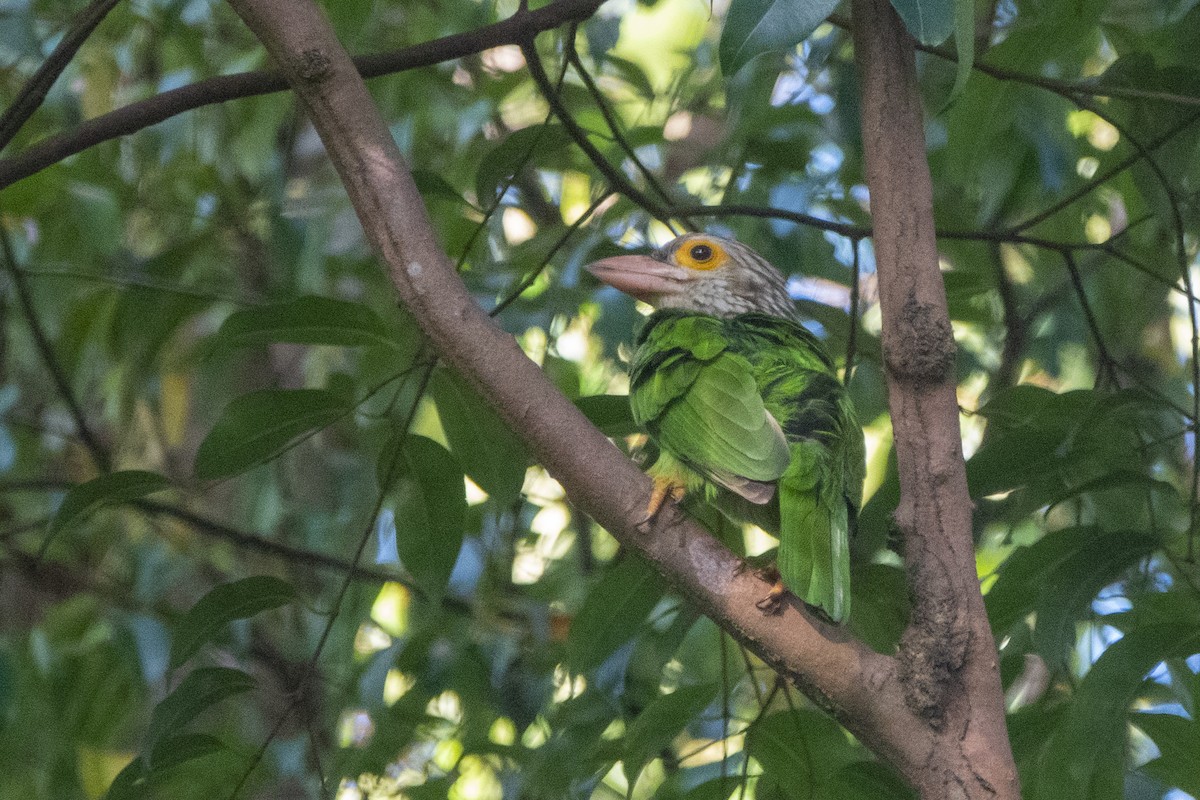 Lineated Barbet - ML544216601