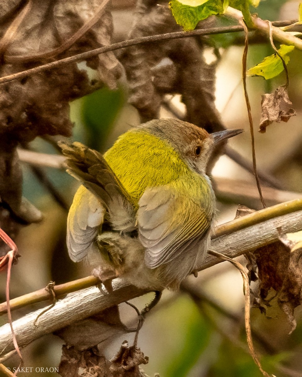 Common Tailorbird - ML544217561
