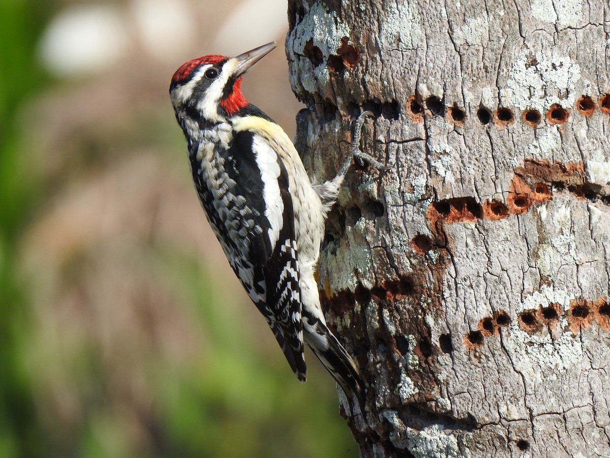 Yellow-bellied Sapsucker - ML544218301