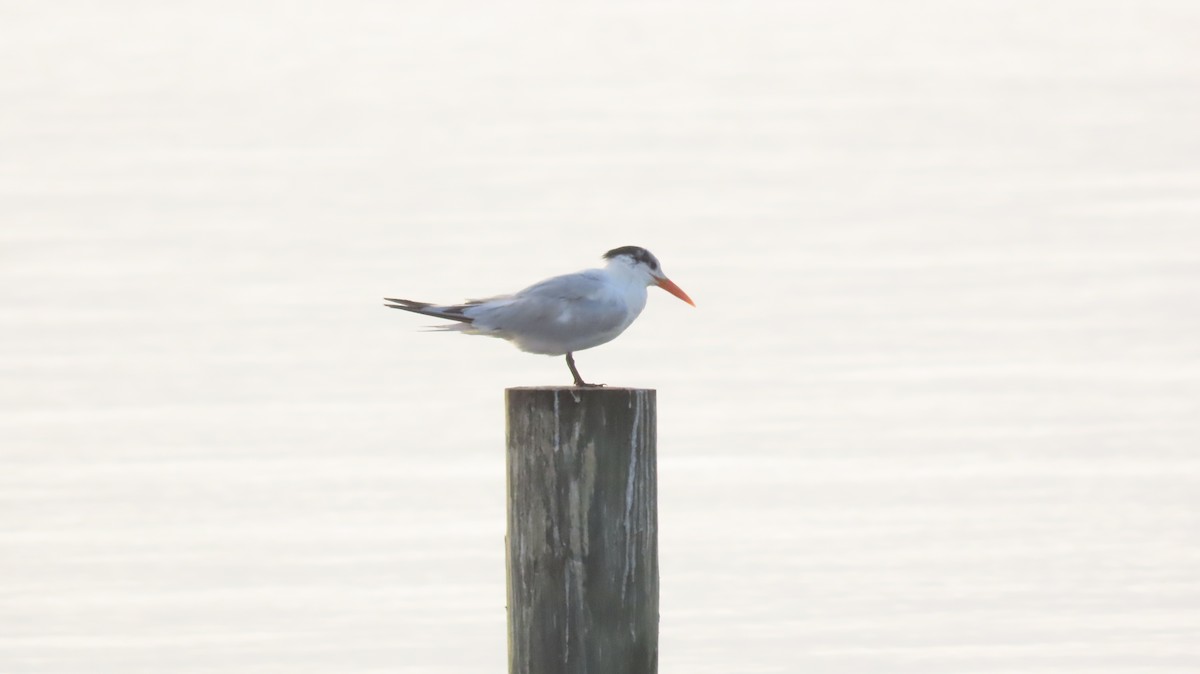 Royal Tern - Buck Lee