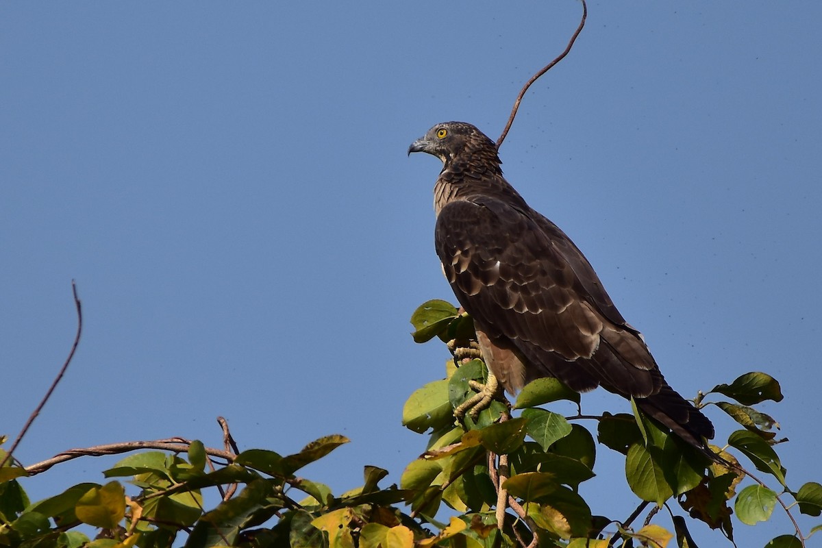 Schopfwespenbussard - ML544219031