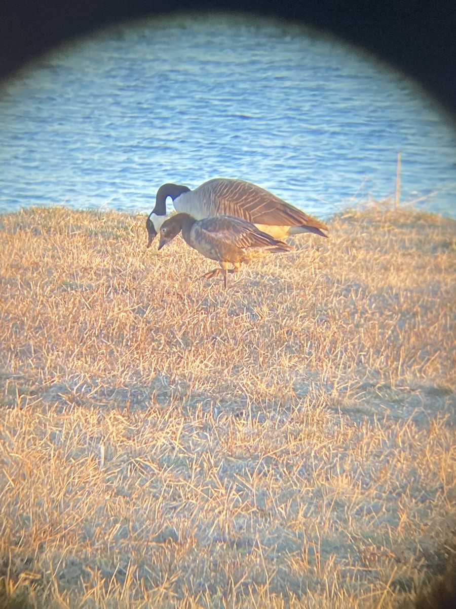 Snow Goose - ML544219871