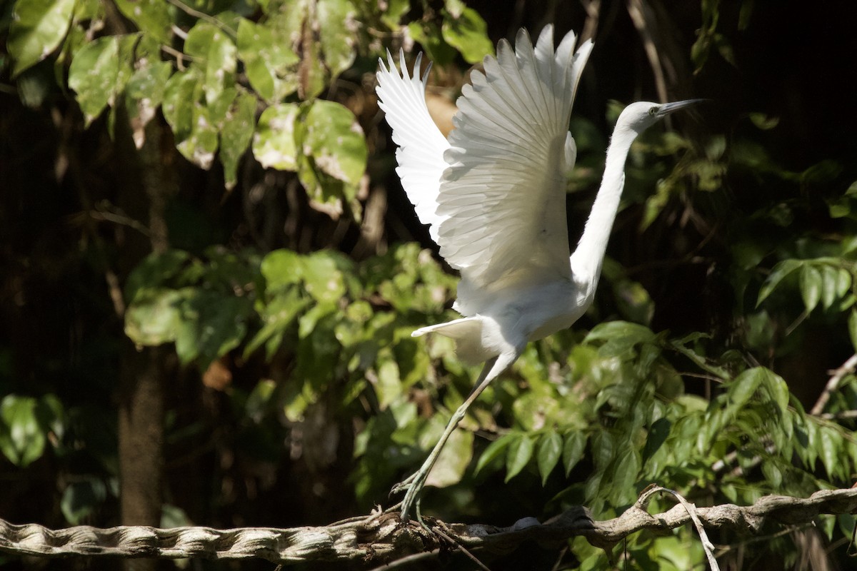 Aigrette bleue - ML544220661