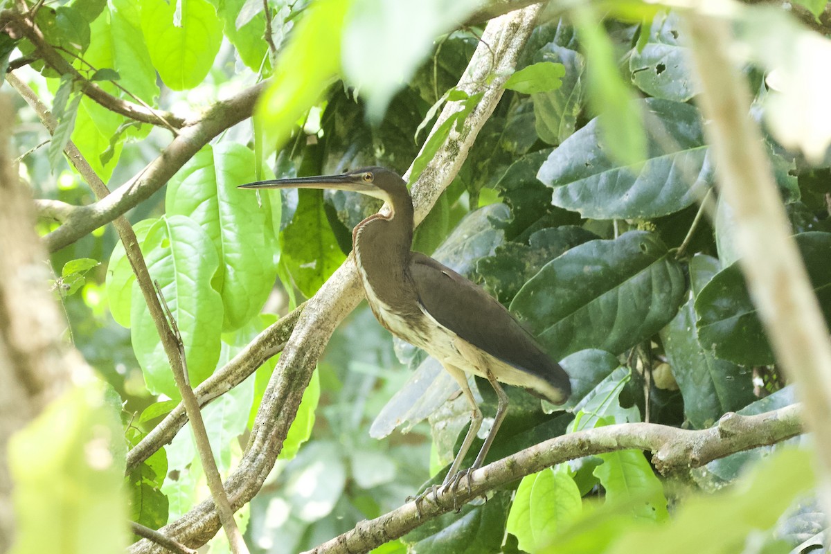 Agami Heron - ML544220741