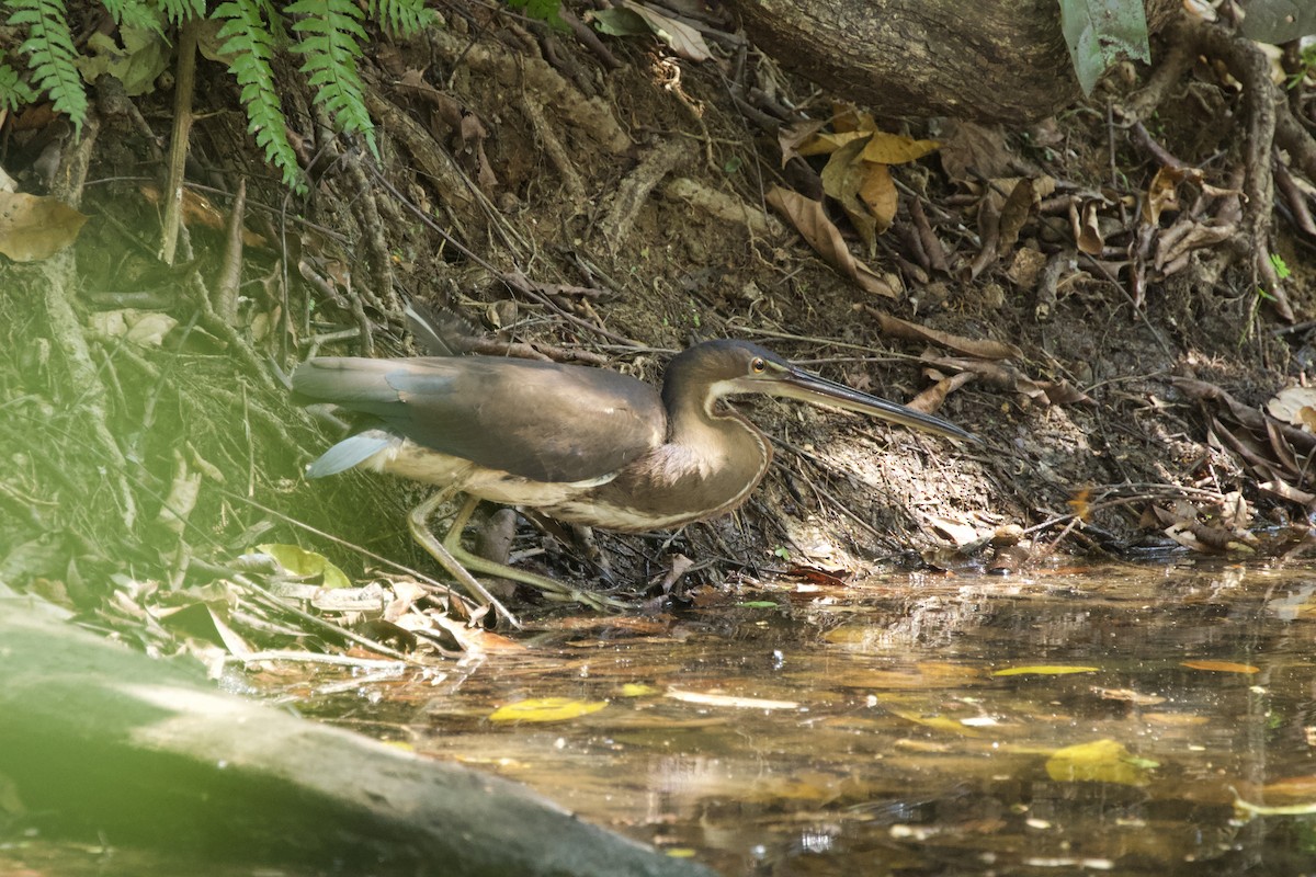 Agami Heron - ML544220781