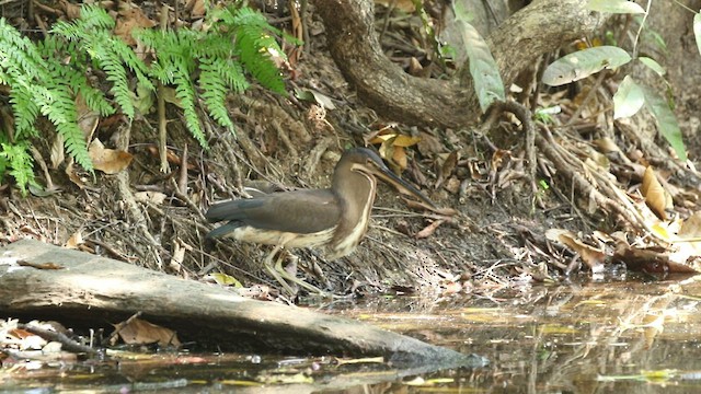 Agami Heron - ML544220821