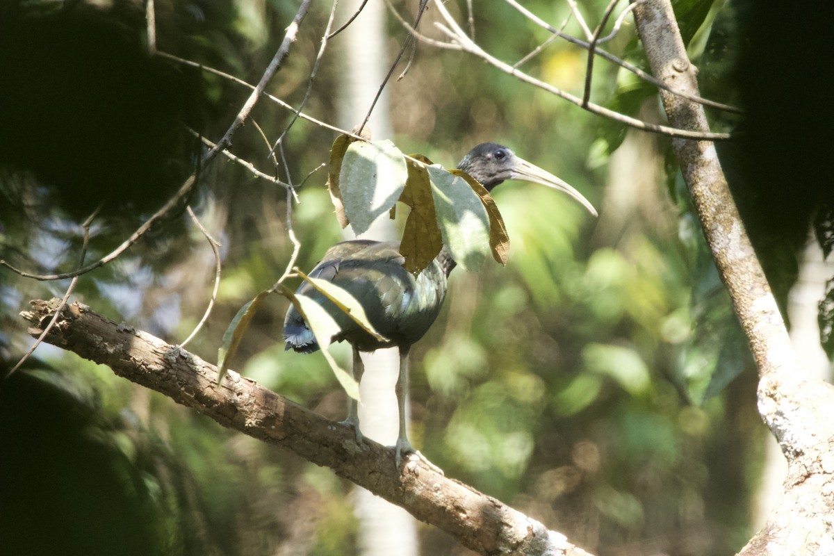 Ibis Verde - ML544220881