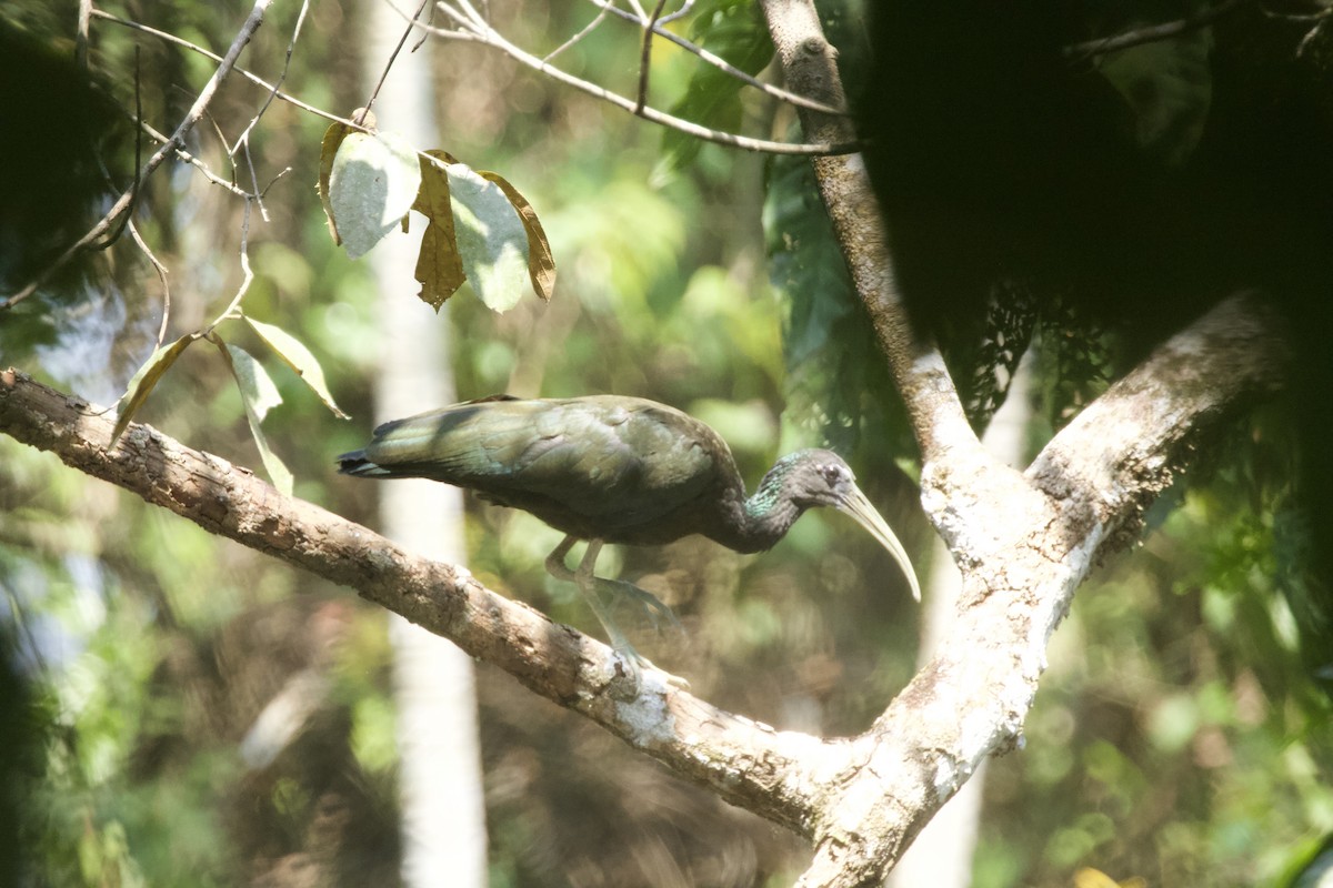 Green Ibis - ML544220901