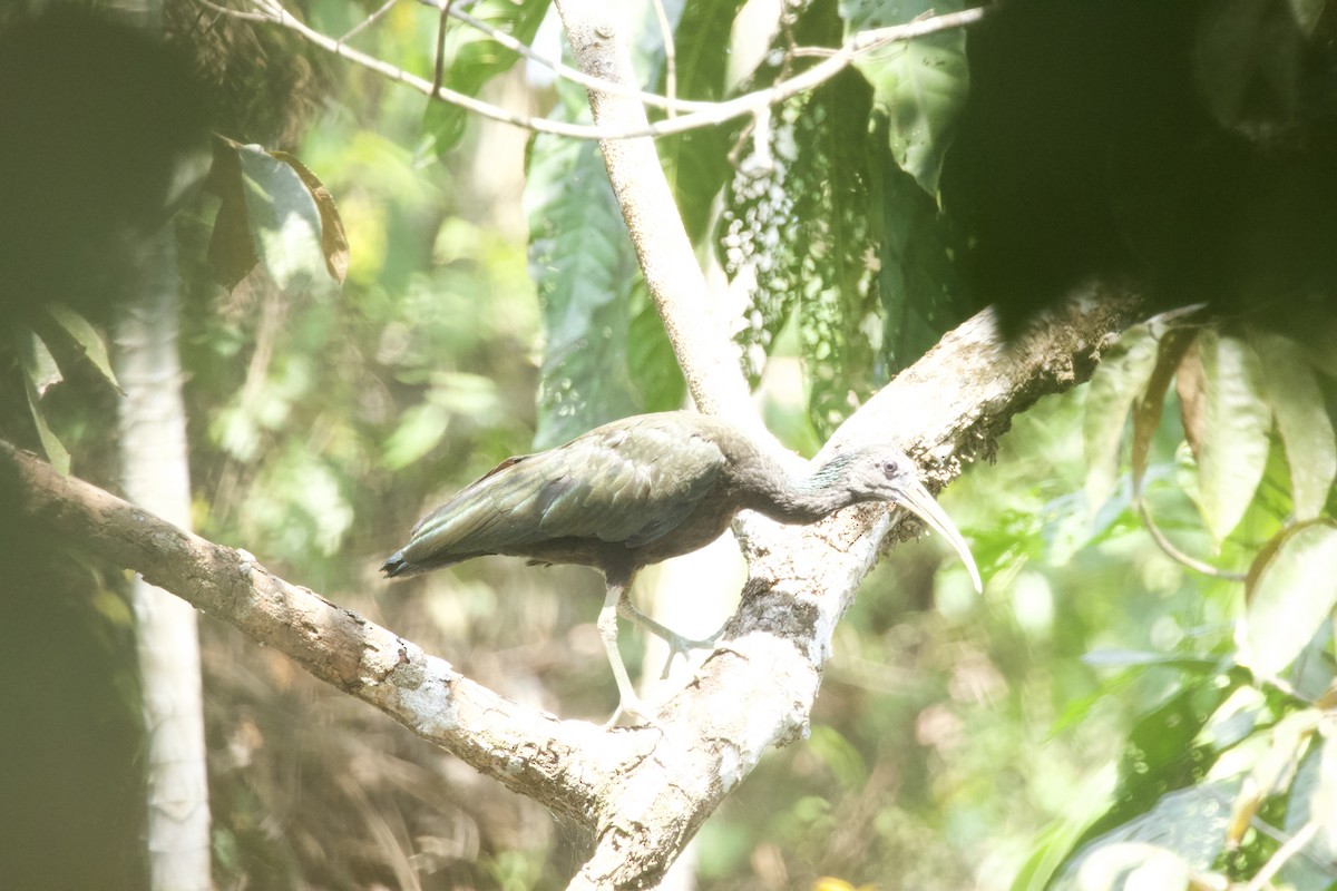 Ibis Verde - ML544220911