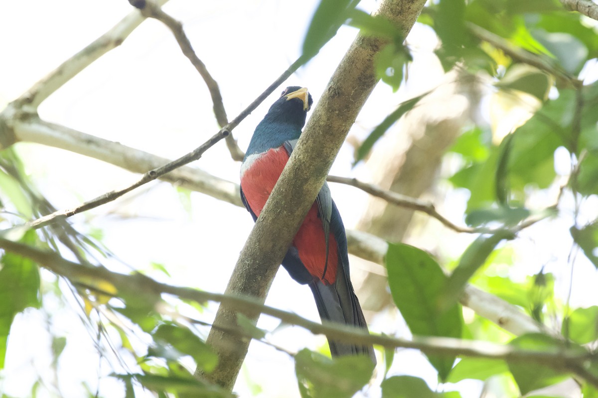 Trogon à queue noire - ML544220981