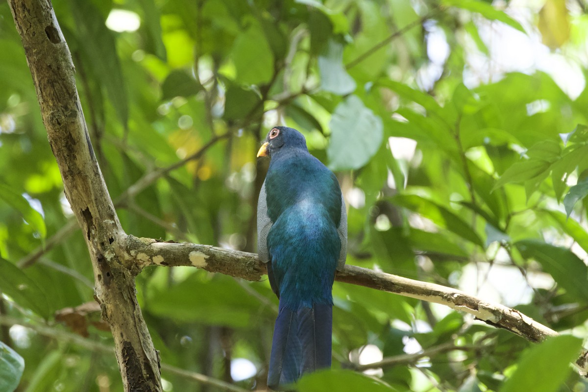 Kara Kuyruklu Trogon - ML544221001