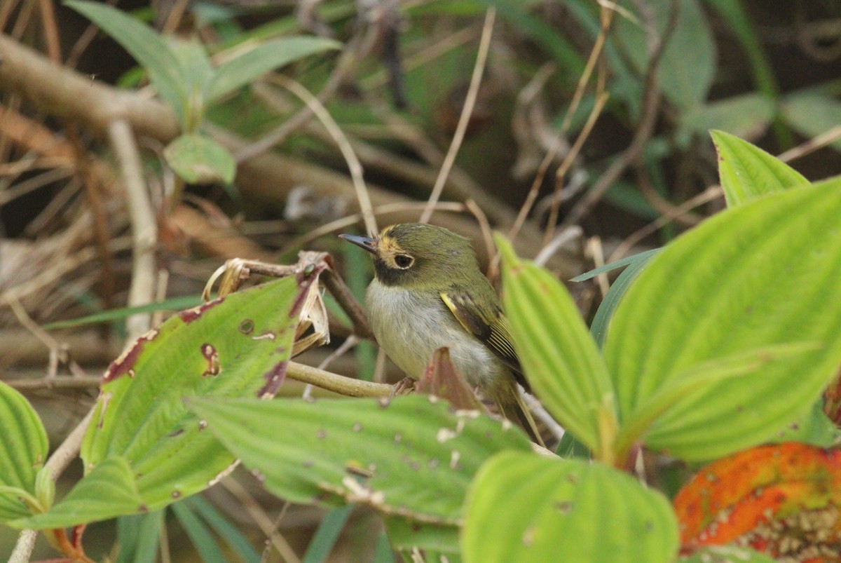 Black-throated Tody-Tyrant - ML544221161