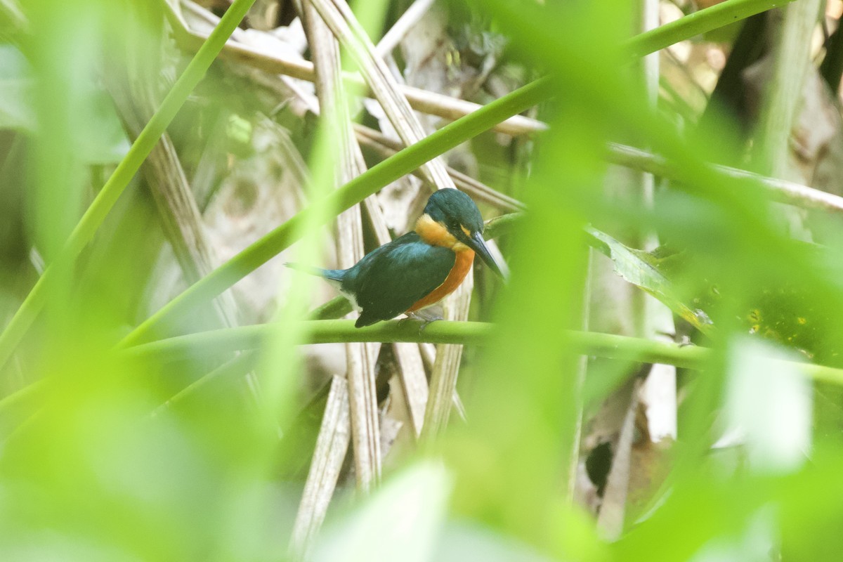 American Pygmy Kingfisher - ML544221301