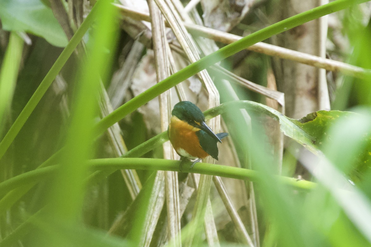 American Pygmy Kingfisher - ML544221321