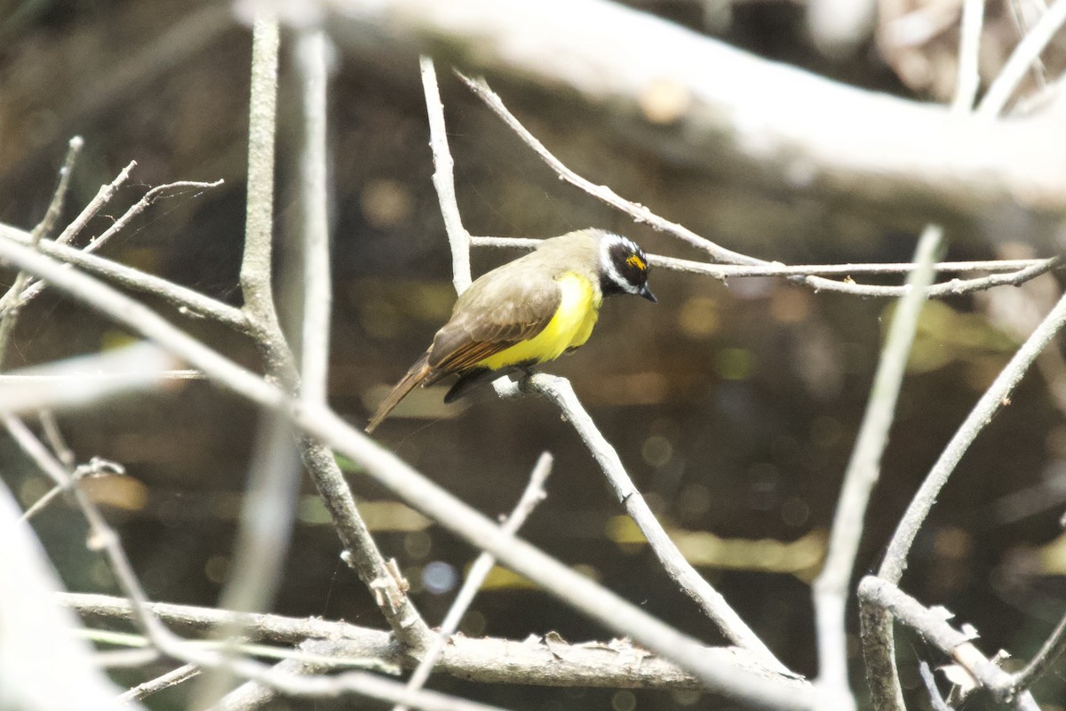 Rusty-margined Flycatcher - ML544221401