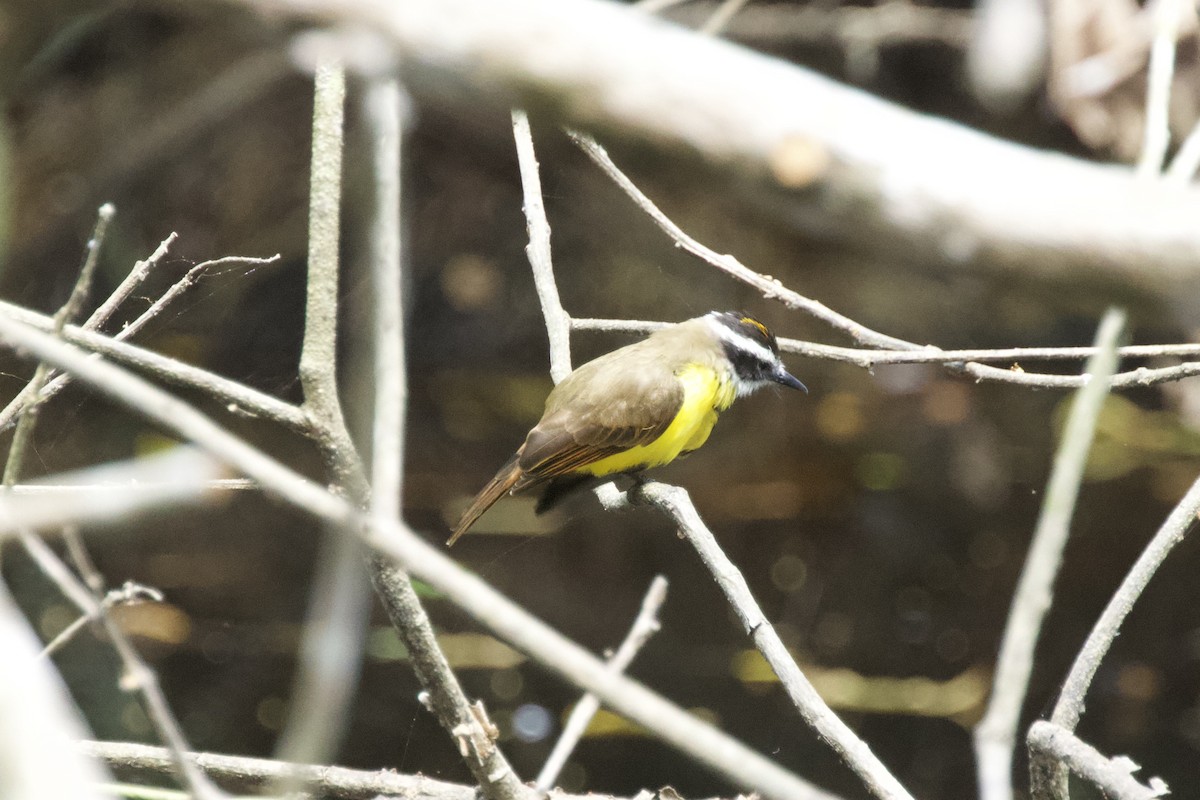 Rusty-margined Flycatcher - ML544221411